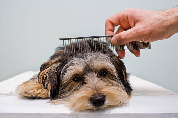 Animal brush