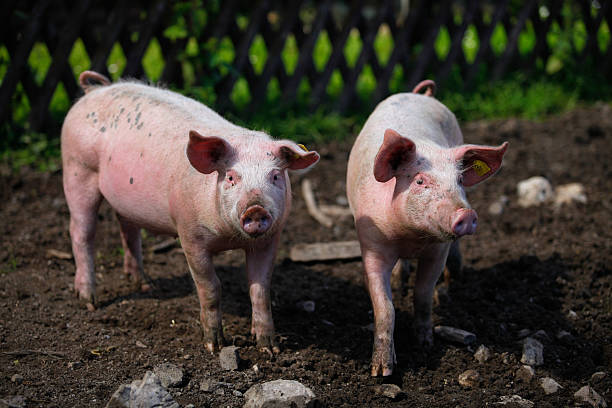 istock Two pigs enjoying the attention 183796747