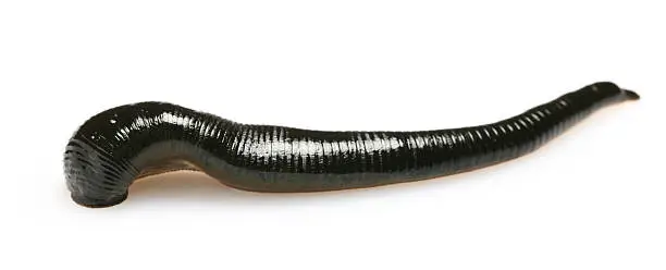 Photo of leech