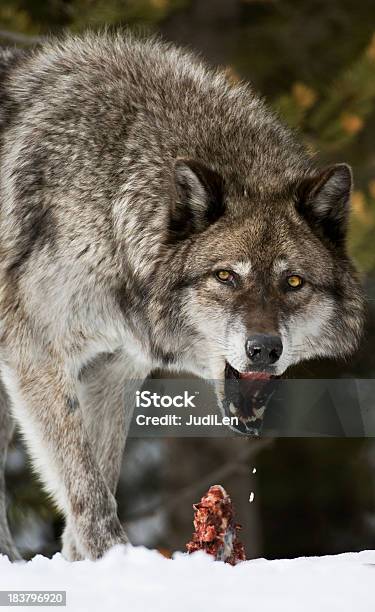 A Matar - Fotografias de stock e mais imagens de Lobo - Cão Selvagem - Lobo - Cão Selvagem, Alimentar, Animais caçando