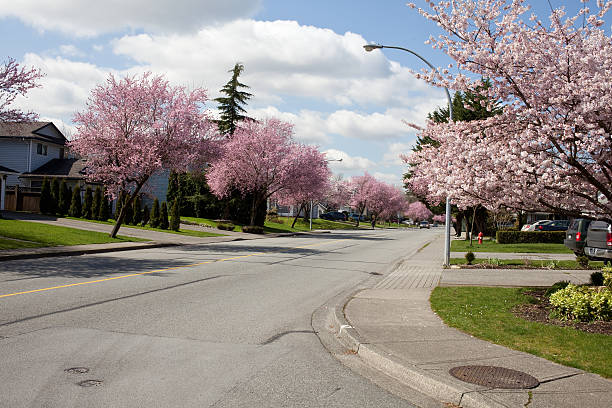 A residential street in Langley British Columbia Canada in April with the Cherry Blossoms on the trees. url=http://www.istockphoto.com/search/lightbox/11332601]