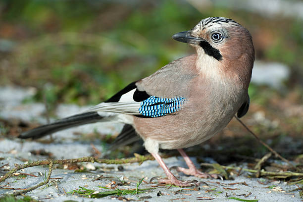 istock Beautiful Eurasian Jay (Garrulus glandarius) XXXL 183796948