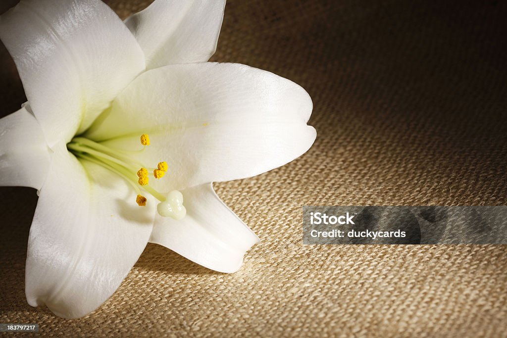 Lis de Pâques sur fond Bulap - Photo de Blanc libre de droits