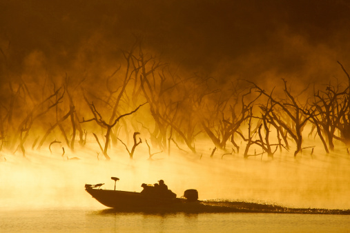 Bass boat cruising along edge of dead tree forest during a foggy dawn morning. TX.