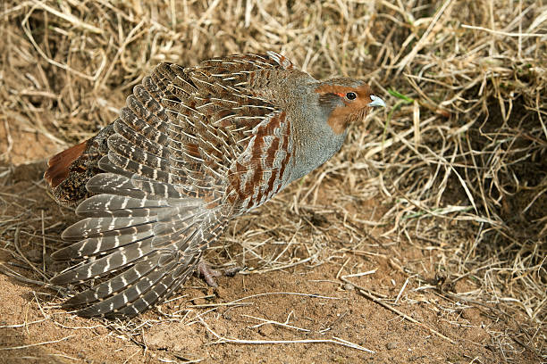 Male Grey Partridge (Perdix perd.) Male Grey Partridge (Perdix perd.) is stretching its feathers. Canon 5D Mark II and tele. perdix stock pictures, royalty-free photos & images