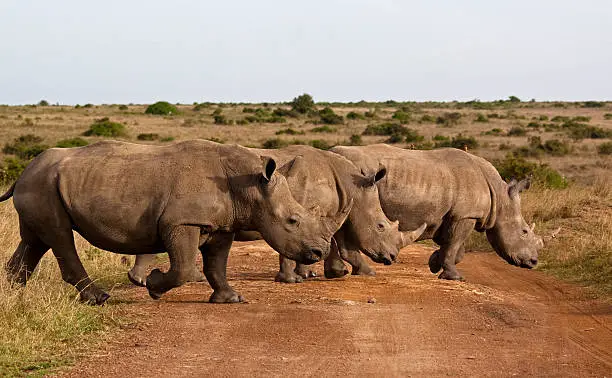 "Three rhinos crossing the road in Nairobi national park, Kenya"