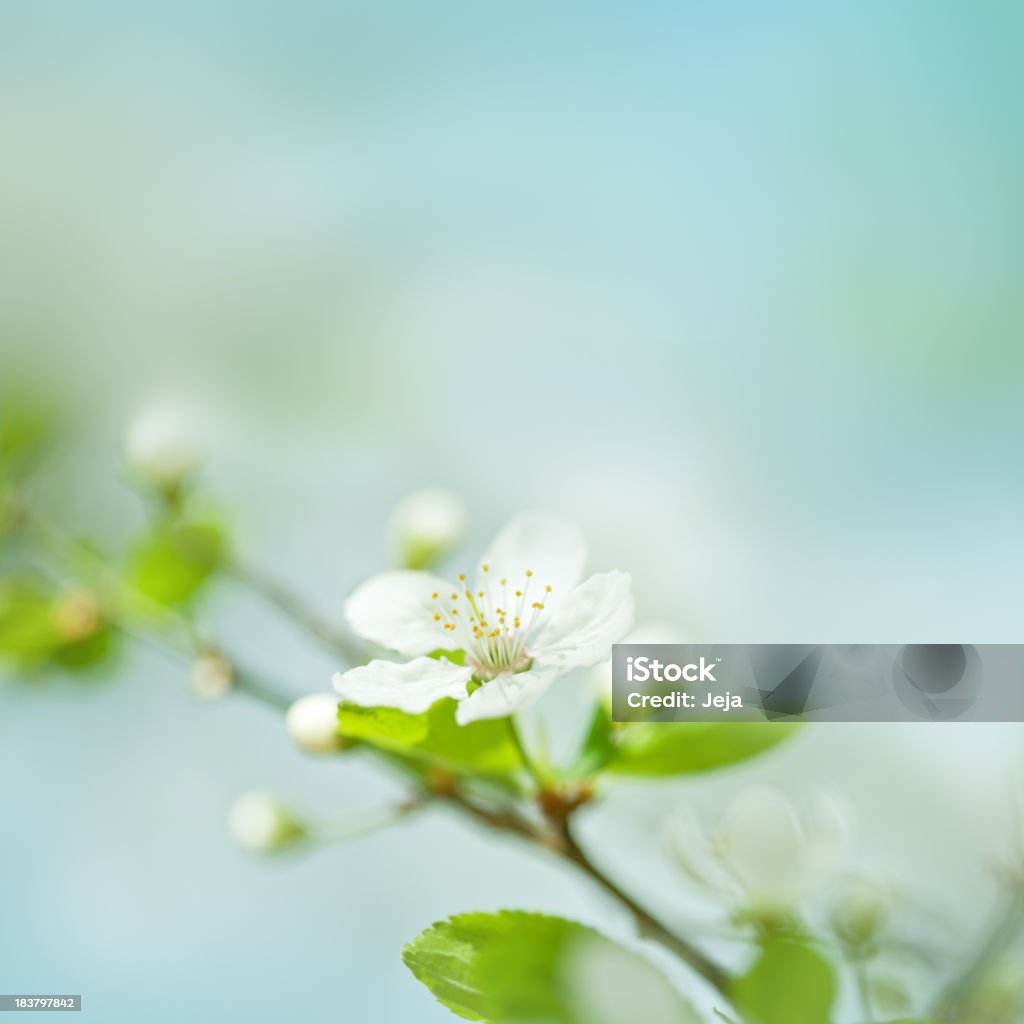 Plum blossom - Lizenzfrei Blume Stock-Foto