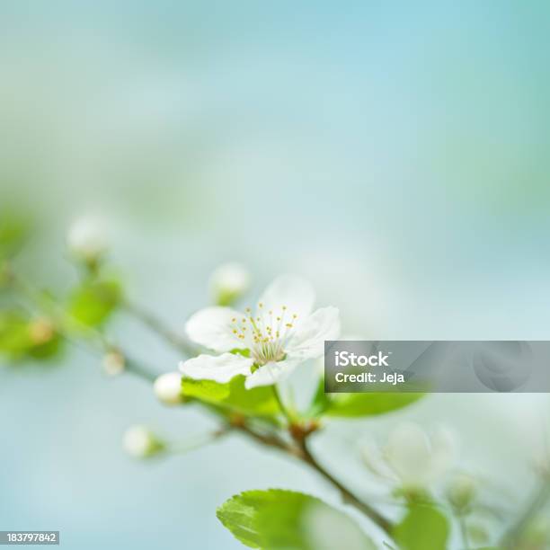 Plum Blossom Stockfoto und mehr Bilder von Blume - Blume, Grün, Nahaufnahme