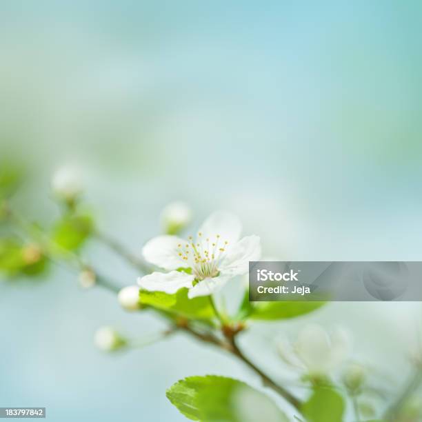 Flor De Ameixa - Fotografias de stock e mais imagens de Cor verde - Cor verde, Flor, Ninguém