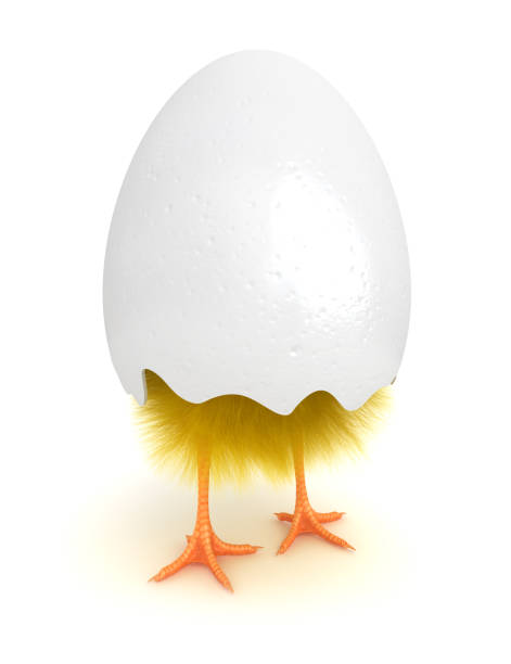 pollo in un guscio - easter egg easter isolated three dimensional shape foto e immagini stock