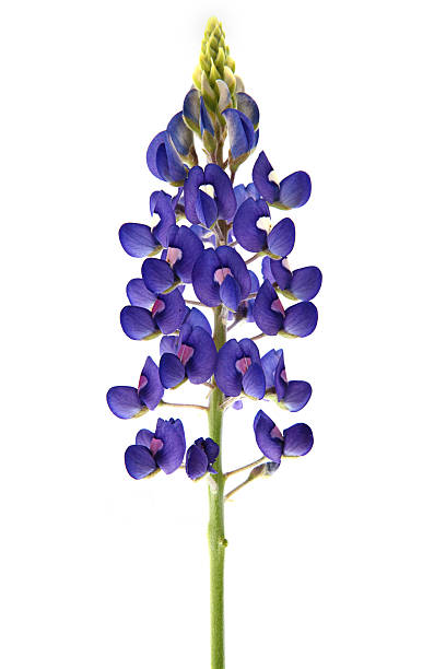 Bluebonnet Flower Isolated "Single Bluebonnet Flower, it is the prized state flower of Texas" bluebonnet stock pictures, royalty-free photos & images