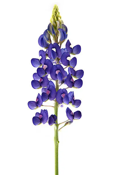 "Single Bluebonnet Flower, it is the prized state flower of Texas"