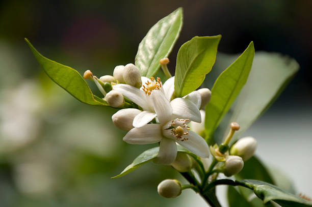 citrus sinensis/naranja dulce flor - sinensis fotografías e imágenes de stock