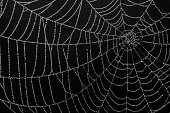 Close-up of a spiderweb silk details on black background