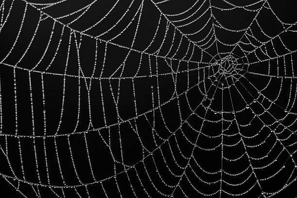 Close-up of a spiderweb silk details on black background Close-up of Morning Dew Water Droplets on Spiderweb spider web photos stock pictures, royalty-free photos & images