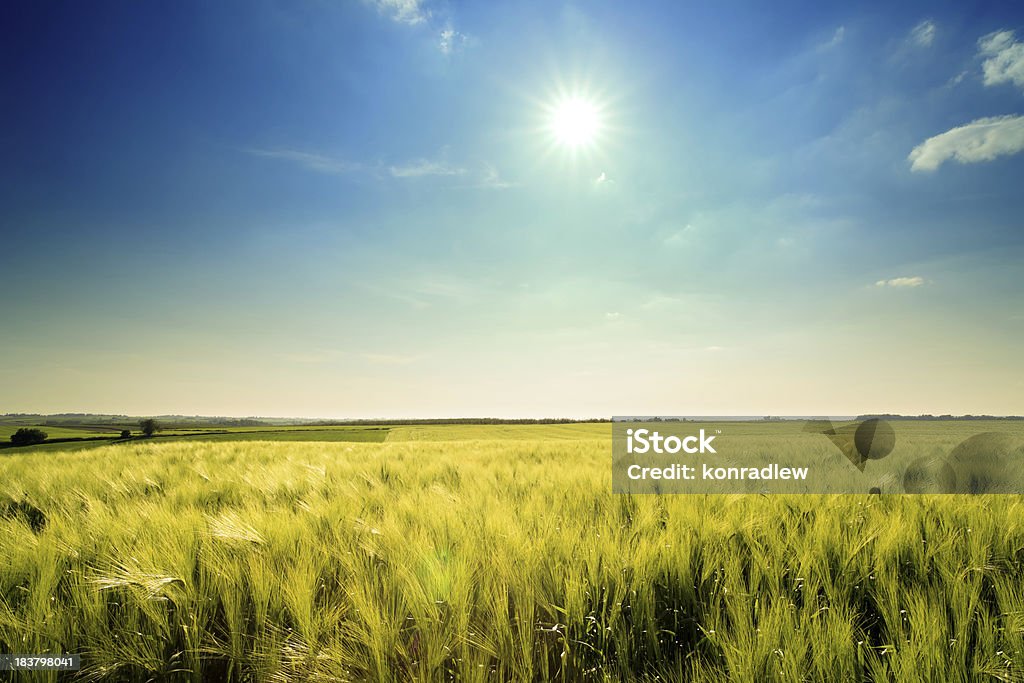 Paisaje de trigo de oro - Foto de stock de Agricultura libre de derechos