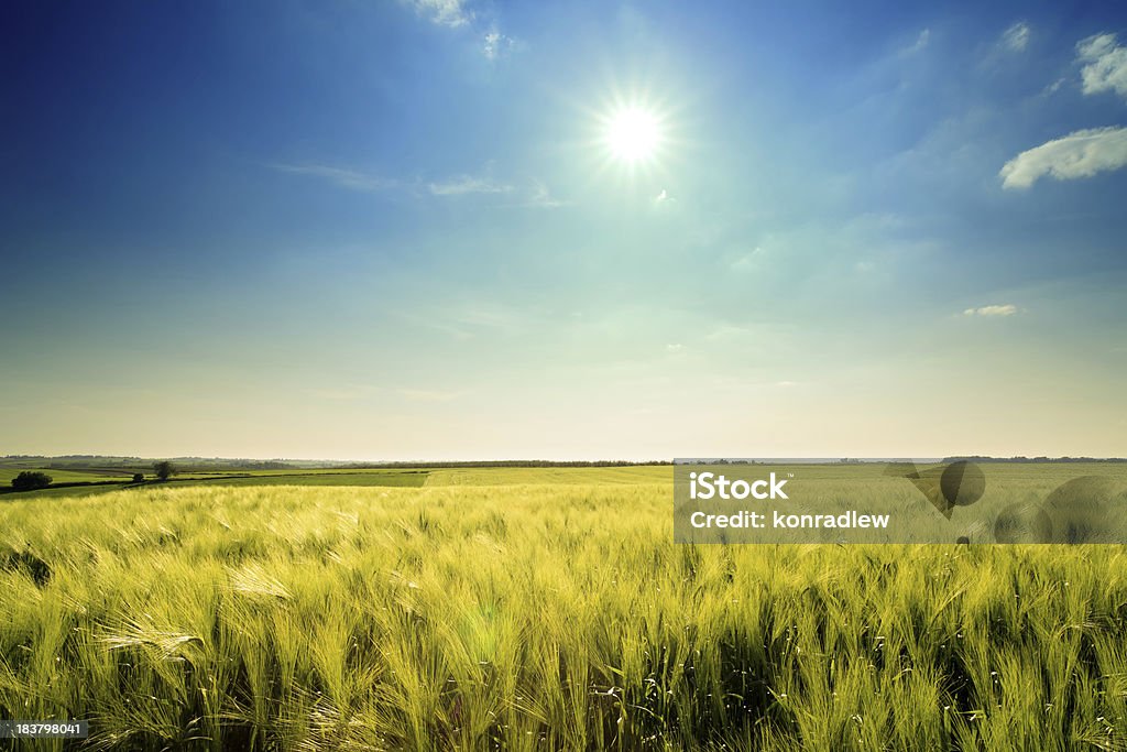 Golden wheat landscape SCROLL DOWN for more XXXL Green Field Landscape photos :)  Agricultural Field Stock Photo