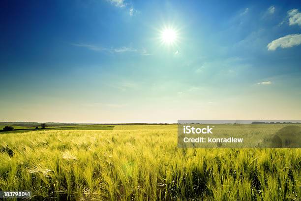 Golden Wheat Landscape Stock Photo - Download Image Now - Agricultural Field, Agriculture, Blue