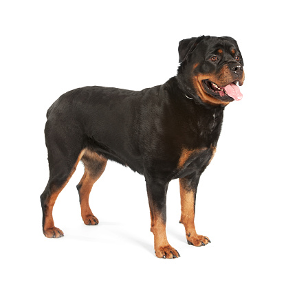 Very clean and shiny female rotweiller photograph