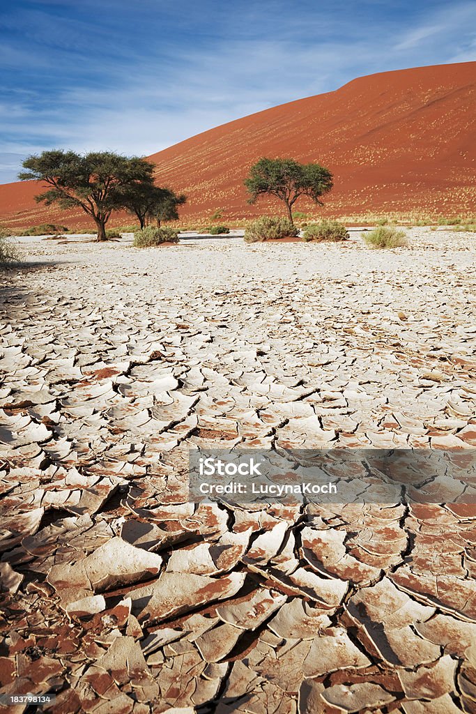 Grüne Pflanze in der Namib - Lizenzfrei Ausgedörrt Stock-Foto