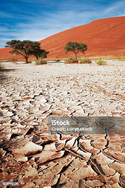 Grüne Pflanze In Der Namib Stockfoto und mehr Bilder von Ausgedörrt - Ausgedörrt, Dürre, Namibia