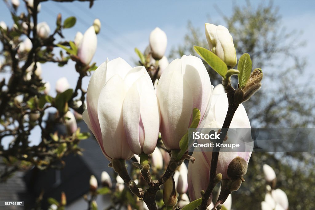 White Magnolien Blüte - Lizenzfrei Ast - Pflanzenbestandteil Stock-Foto