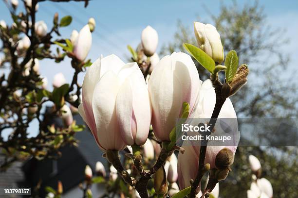 White Magnolien Blüte Stockfoto und mehr Bilder von Ast - Pflanzenbestandteil - Ast - Pflanzenbestandteil, Baum, Baumblüte