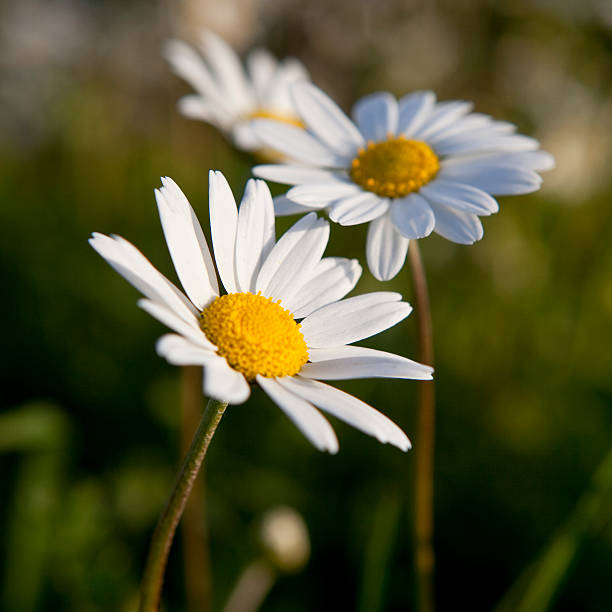 istock Beautiful daisy flowers 183798188
