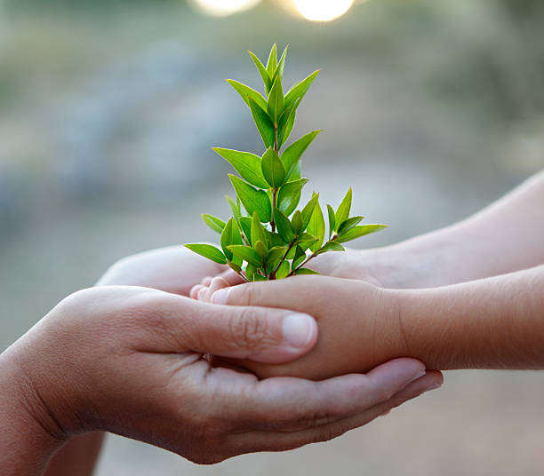 cura - planting tree human hand women foto e immagini stock