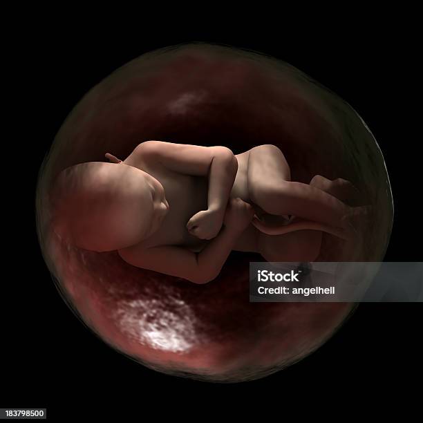 Menschlichen Fötus In Der Womb 40 Wochen Gestation Stockfoto und mehr Bilder von Fötus - Menschliche pränatale Entwicklung