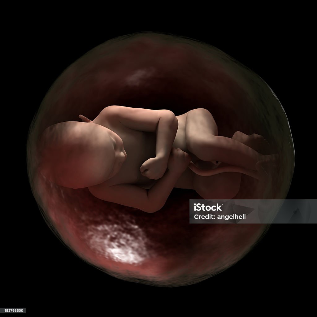ヒト fetus の womb 、40 週間以内に携われるます。 - ヒトの胎児のロイヤリティフリーストックフォト