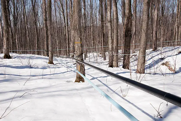 These pipes collect maple sap from the trees in this maple sugarbush and deliver the sap to the sugar shack where it is boiled down to produce Maple Syrup and Maple Sugar.