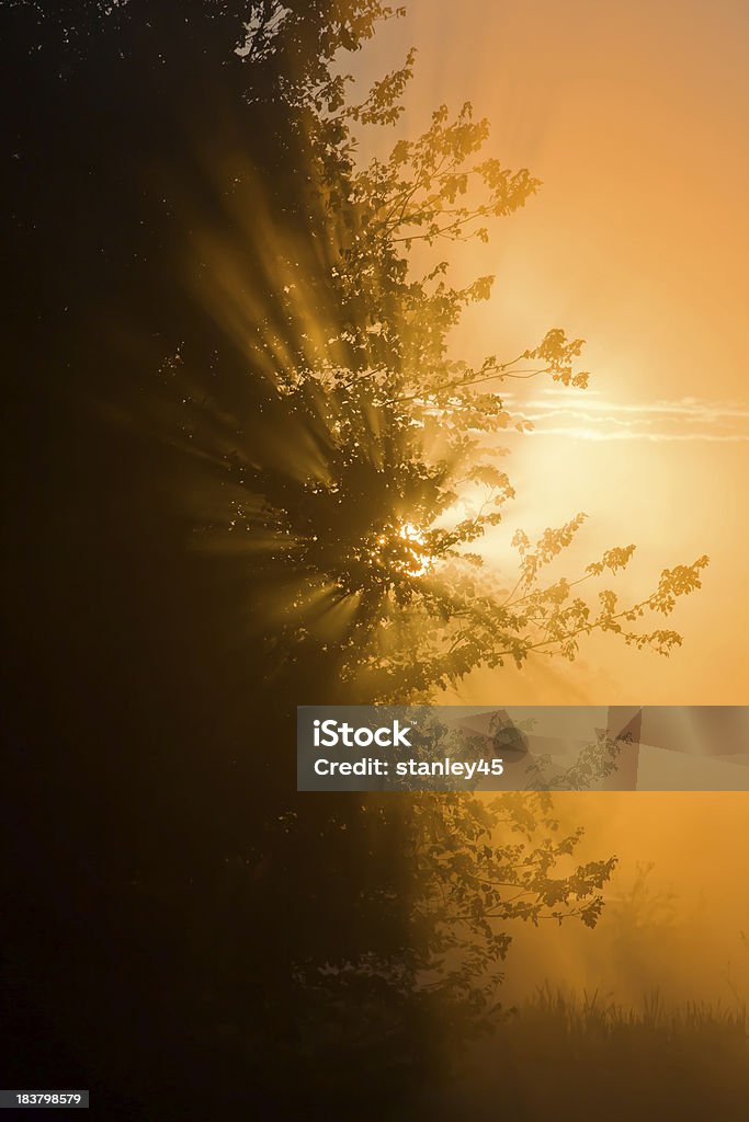 Nascer do sol no Pinebarrens, Nova Jersey - Foto de stock de Amarelo royalty-free