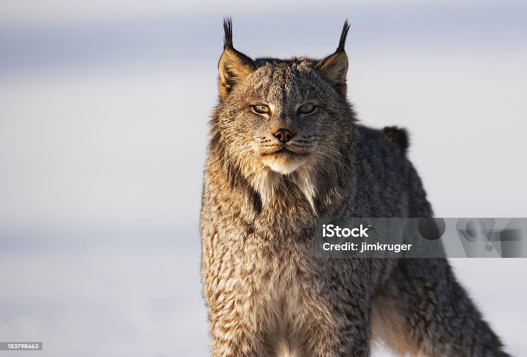 Transpercer Staré des Lynx du Canada dans la neige nature. - Photo de Lynx libre de droits