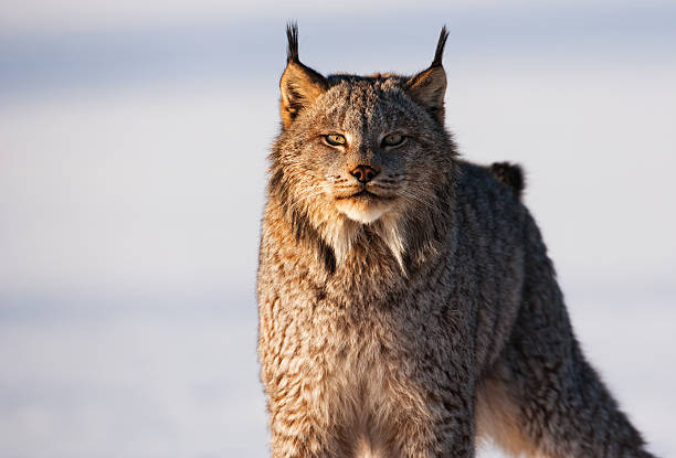 transpercer staré des lynx du canada dans la neige nature. - lynx photos et images de collection