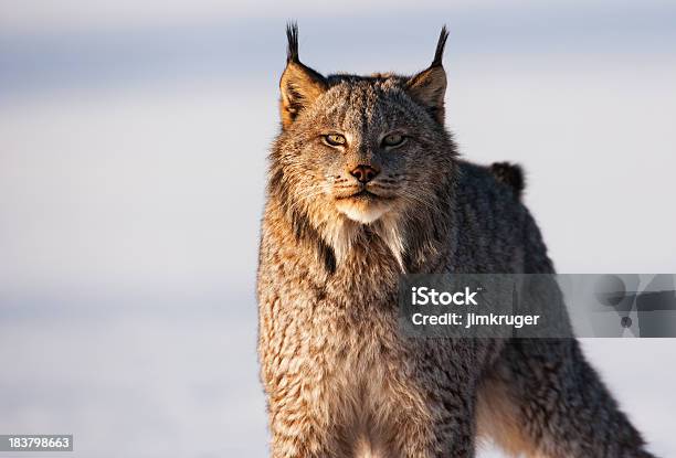 Photo libre de droit de Transpercer Staré Des Lynx Du Canada Dans La Neige Nature banque d'images et plus d'images libres de droit de Lynx