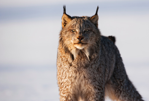 Penetrating stare of a Canadian Lynx in snowy wilderness. (Lynx Canadensis)