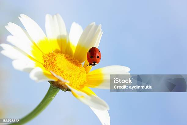 Photo libre de droit de Coccinelle Sur Daisy banque d'images et plus d'images libres de droit de Accord - Concepts - Accord - Concepts, Anthémis, Arbre en fleurs