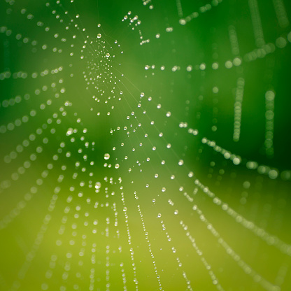 Closeup of morning dew on a spiderweb. Very shallow DOF. Soft focus.