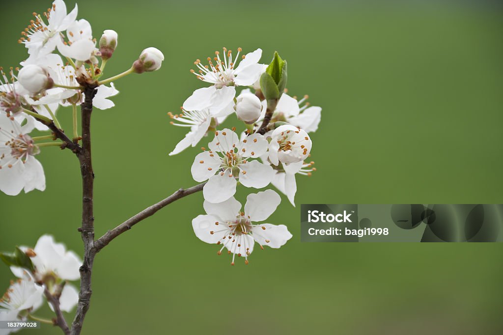 Primavera stagione - Foto stock royalty-free di Allegro