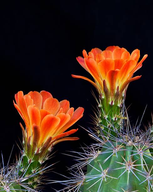 cacuts sacrlet ёж - sonoran desert hedgehog cactus plants nature стоковые фото и изображения