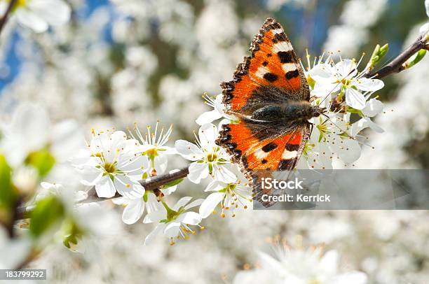 Blossom Of Schlehdorn Und Schmetterling Stockfoto und mehr Bilder von April - April, Ast - Pflanzenbestandteil, Baumblüte