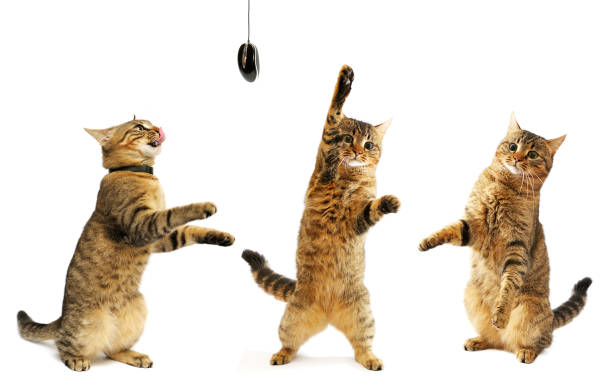 Set of playful beautiful kitten isolated on white