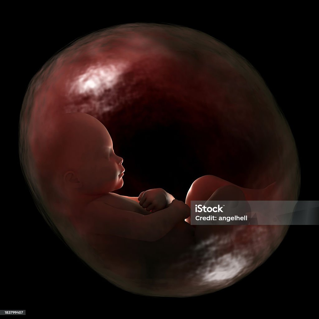 Human fetus in the womb, 40 weeks of gestation. "Human baby, fetus growing inside of womb with 40 weeks (9-months) of gestation. Great to be used in medicine works and health. Isolated on a black background." Fetus Stock Photo