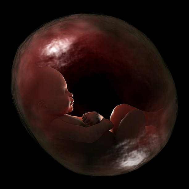 Human fetus in the womb, 40 weeks of gestation. "Human baby, fetus growing inside of womb with 40 weeks (9-months) of gestation. Great to be used in medicine works and health. Isolated on a black background." fetus photos stock pictures, royalty-free photos & images