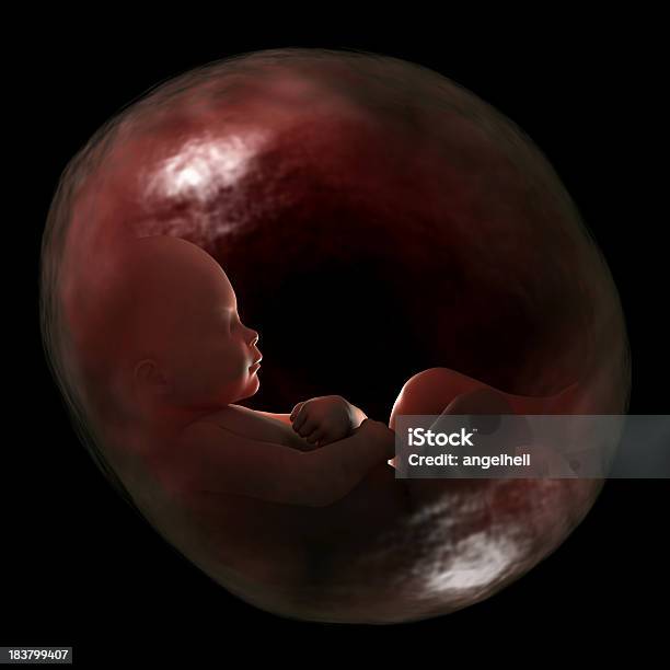 Human Fetus In The Womb 40 Weeks Of Gestation Stock Photo - Download Image Now - Fetus, Uterus, Placenta