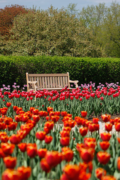 istock Park Bench Among Tulip Flowerbed 183799594