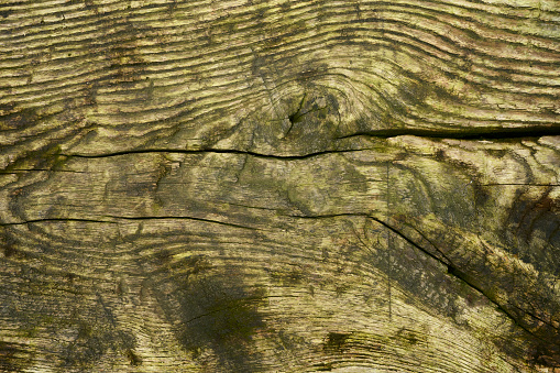 Old weathered wood texture as background.