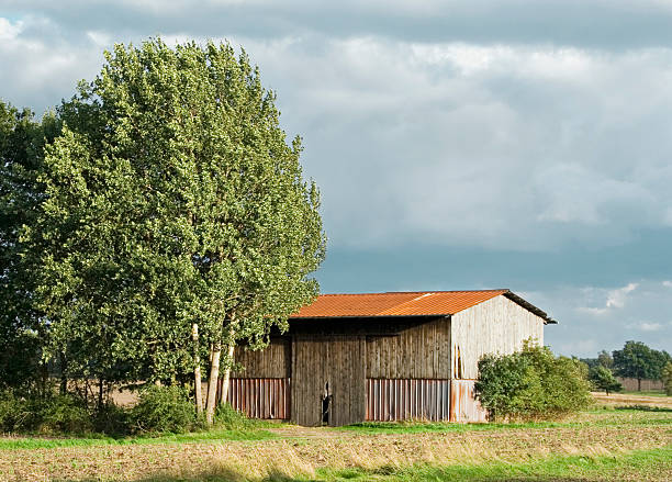 istock Barn and tree in the late afternoon. 183799786