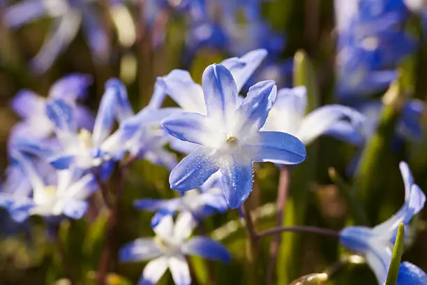 Morning dew on blue flower of Schneestolz (Chionodoxa luciliae) known as Glory-of-the-snow